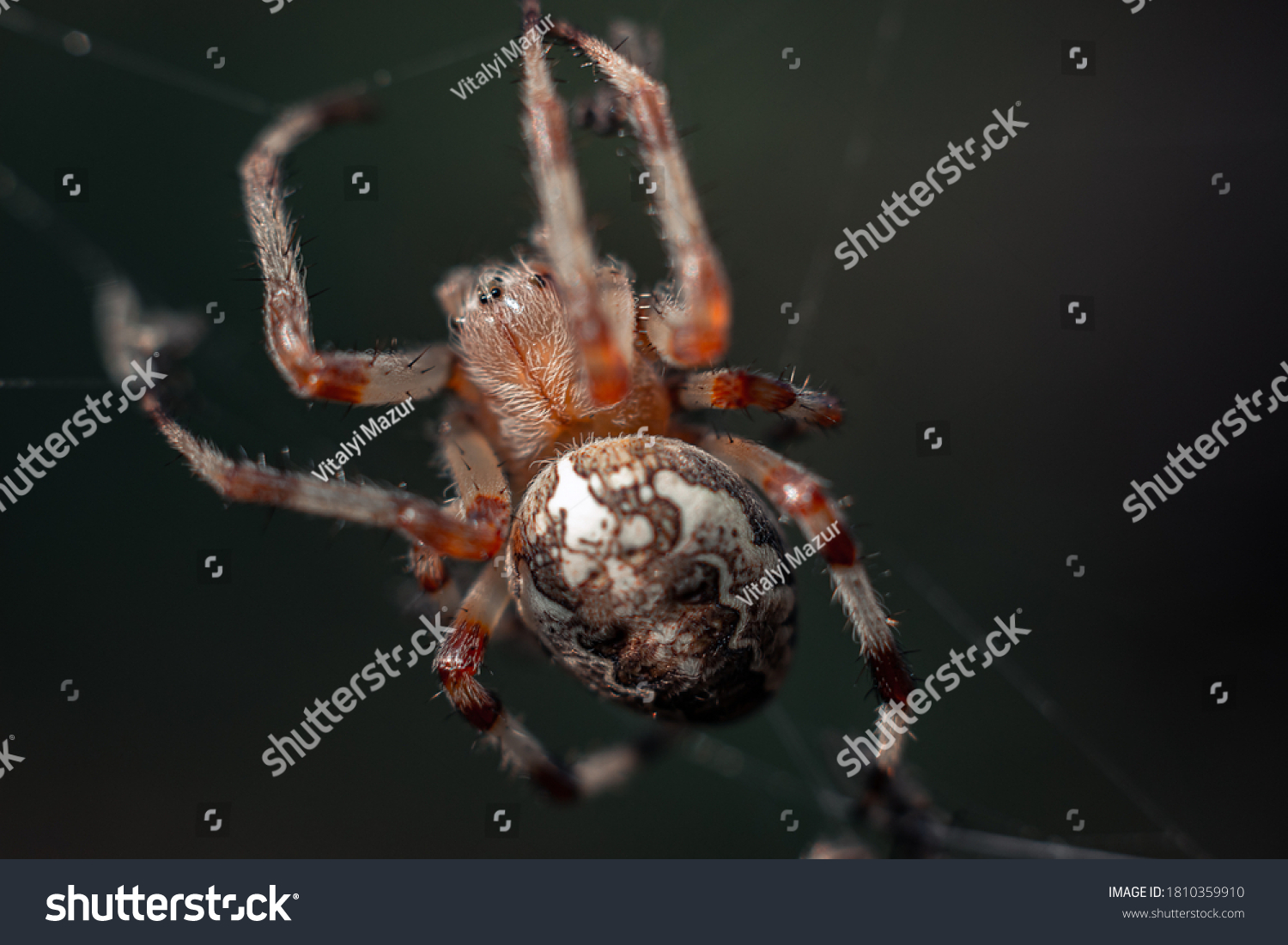 Large Spider Beautiful Abdomen Spiny Legs Stock Photo 1810359910 ...