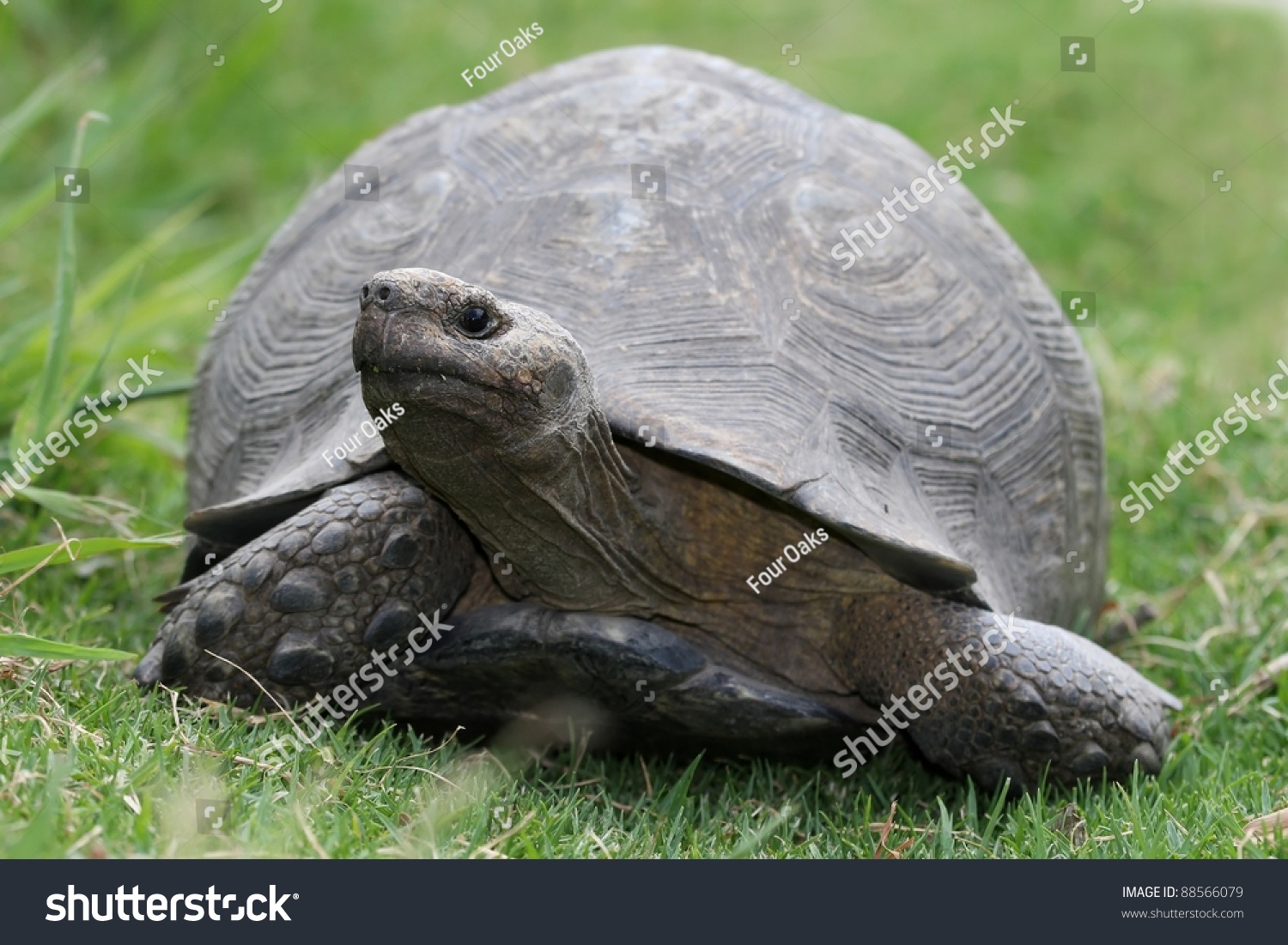 A Large Tortoise With It'S Neck Extended And Walking On Green Grass ...