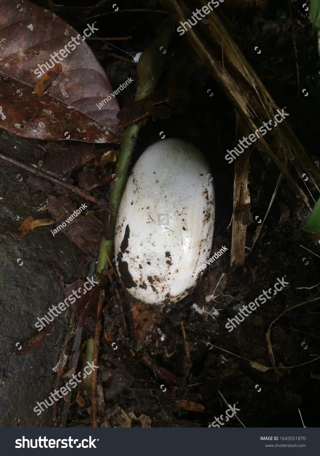 Large White Egg Found On Forest Stock Photo Edit Now 1643551870