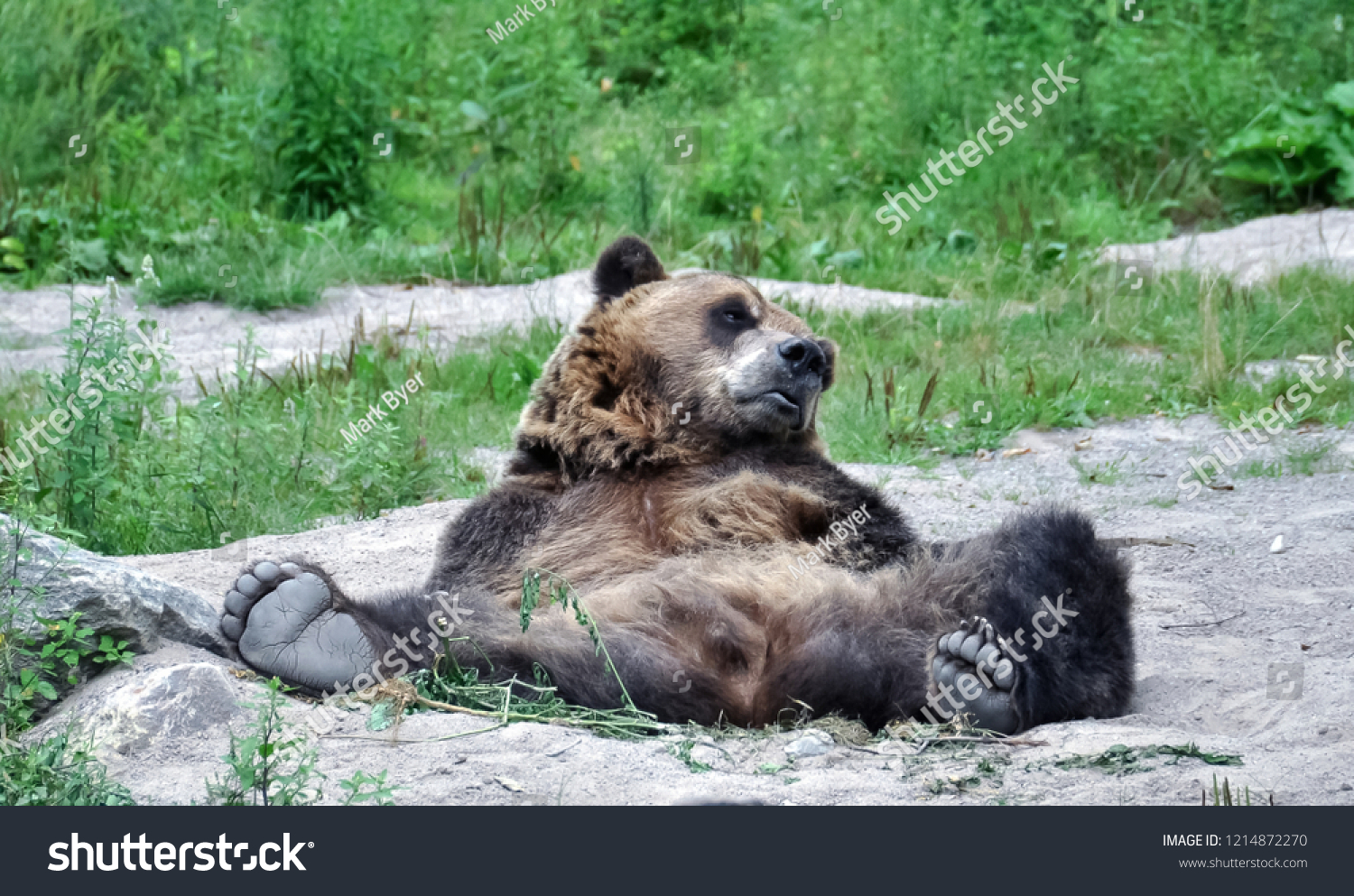 Lazy Brown Bear Relaxing Dirt Gravel Stock Photo Edit Now 1214872270