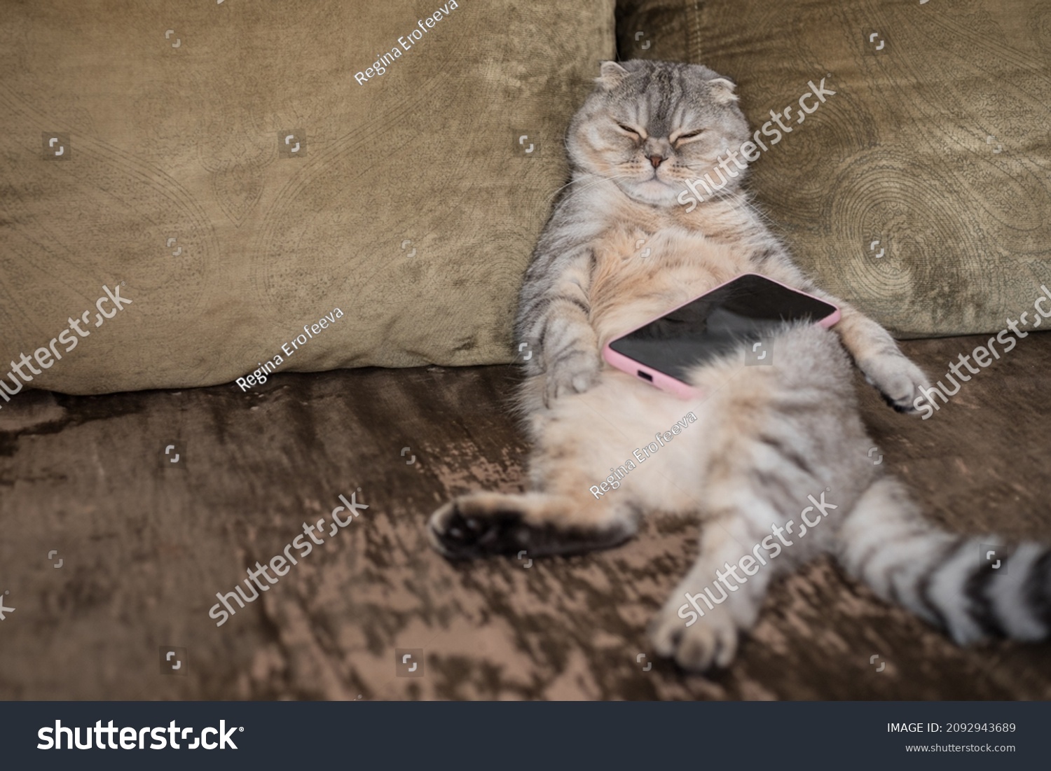 Lazy Fat Cat Sleeping On Sofa Stock Photo Edit Now 2092943689