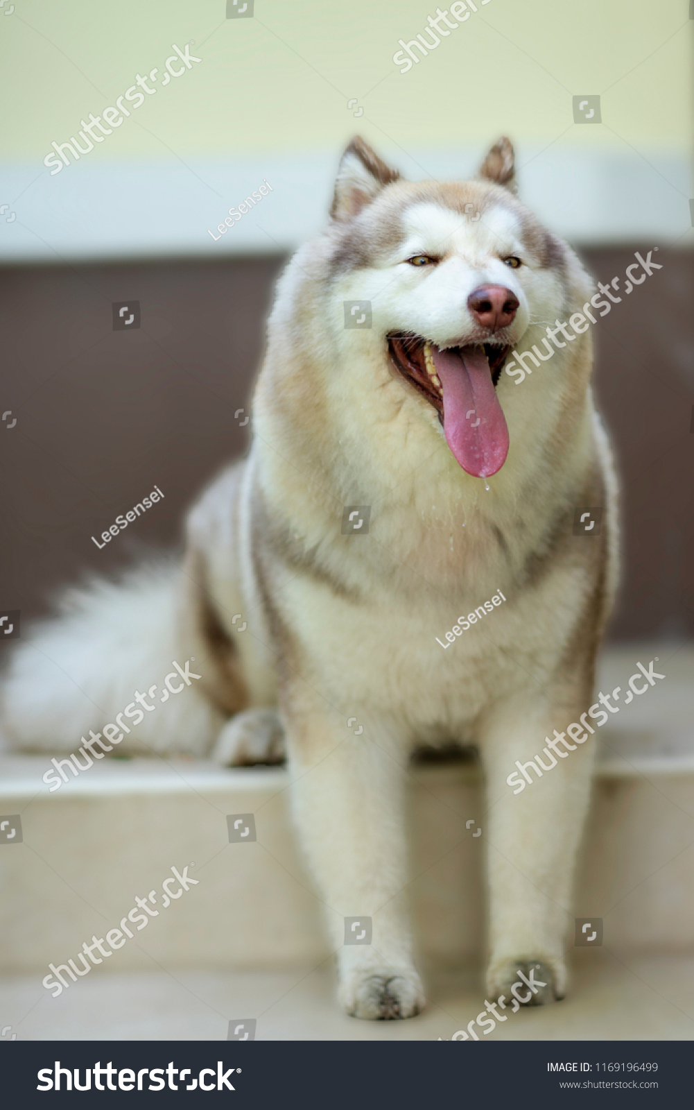 half alaskan malamute half siberian husky