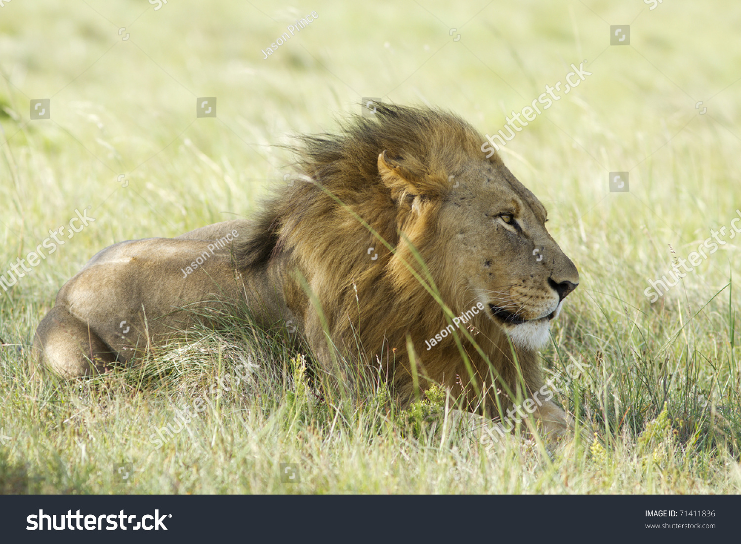 A Lion Male Rests On A Grassland With The Wind Blowing Through His Mane ...