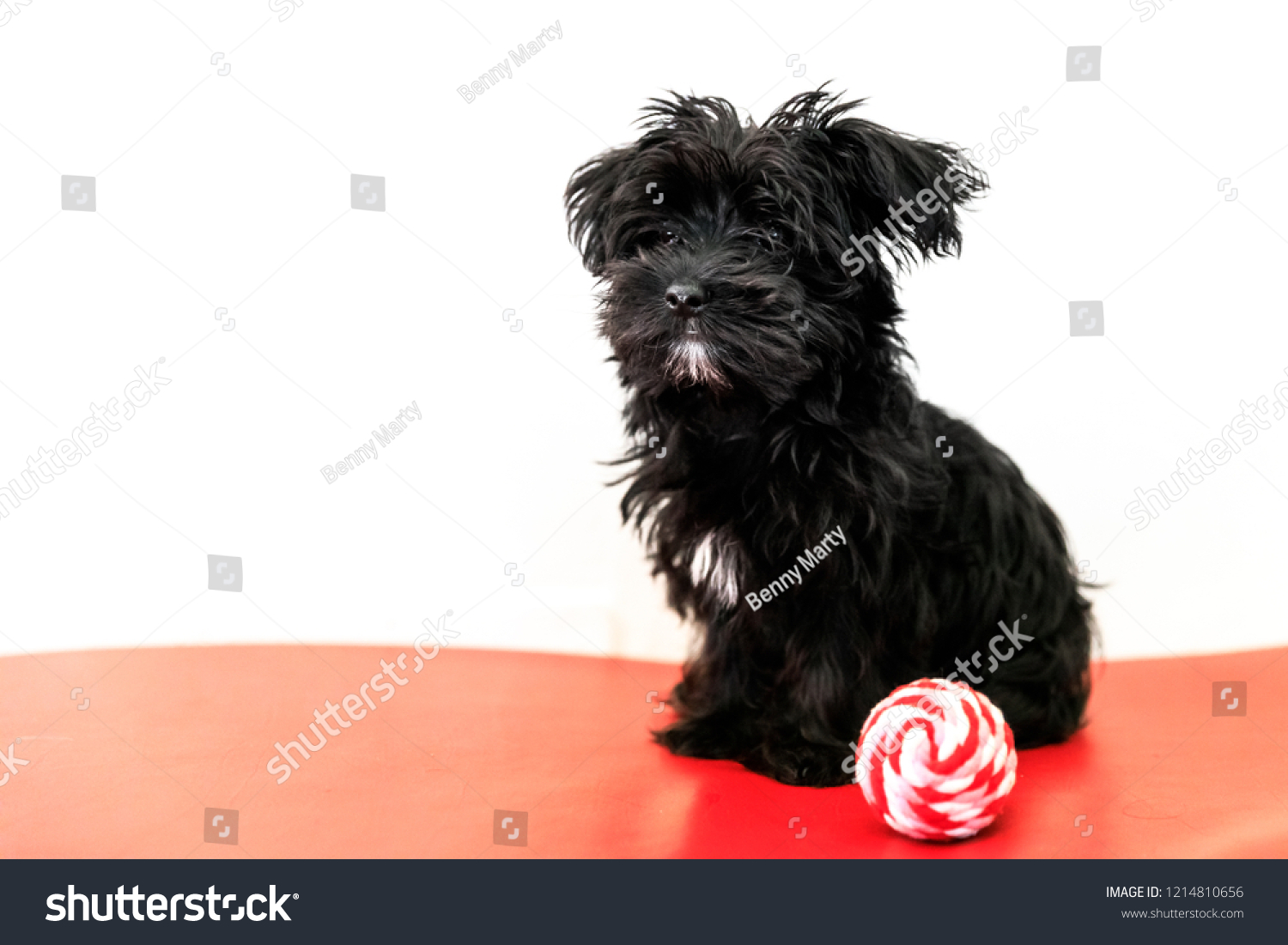 Hakuun Little Black Dog Morkie Yorktese Malkie Liittyva Arkistovalokuva Muokkaa Nyt 1214810656