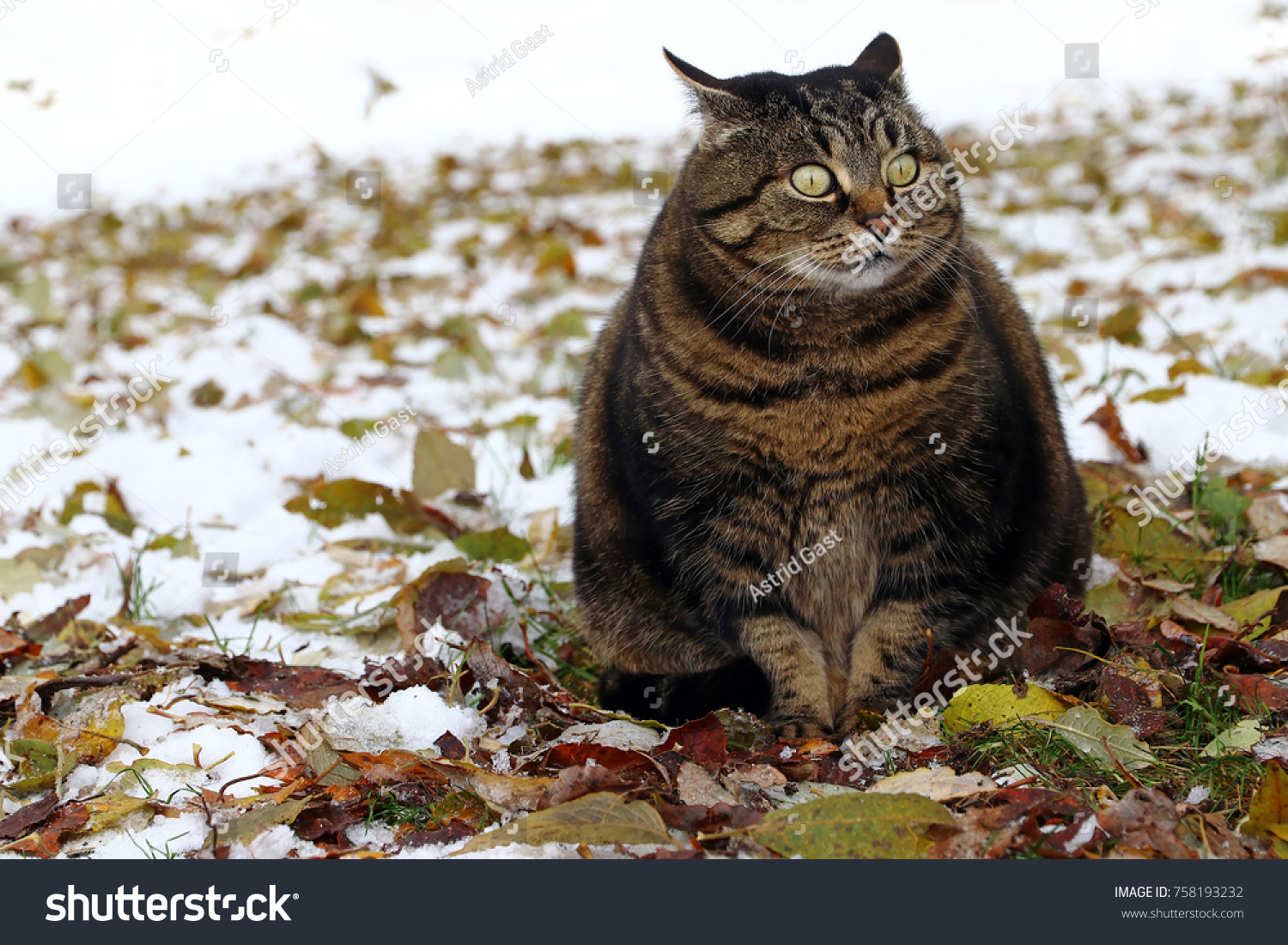 Little Fat Cat Funny Look Stock Photo 