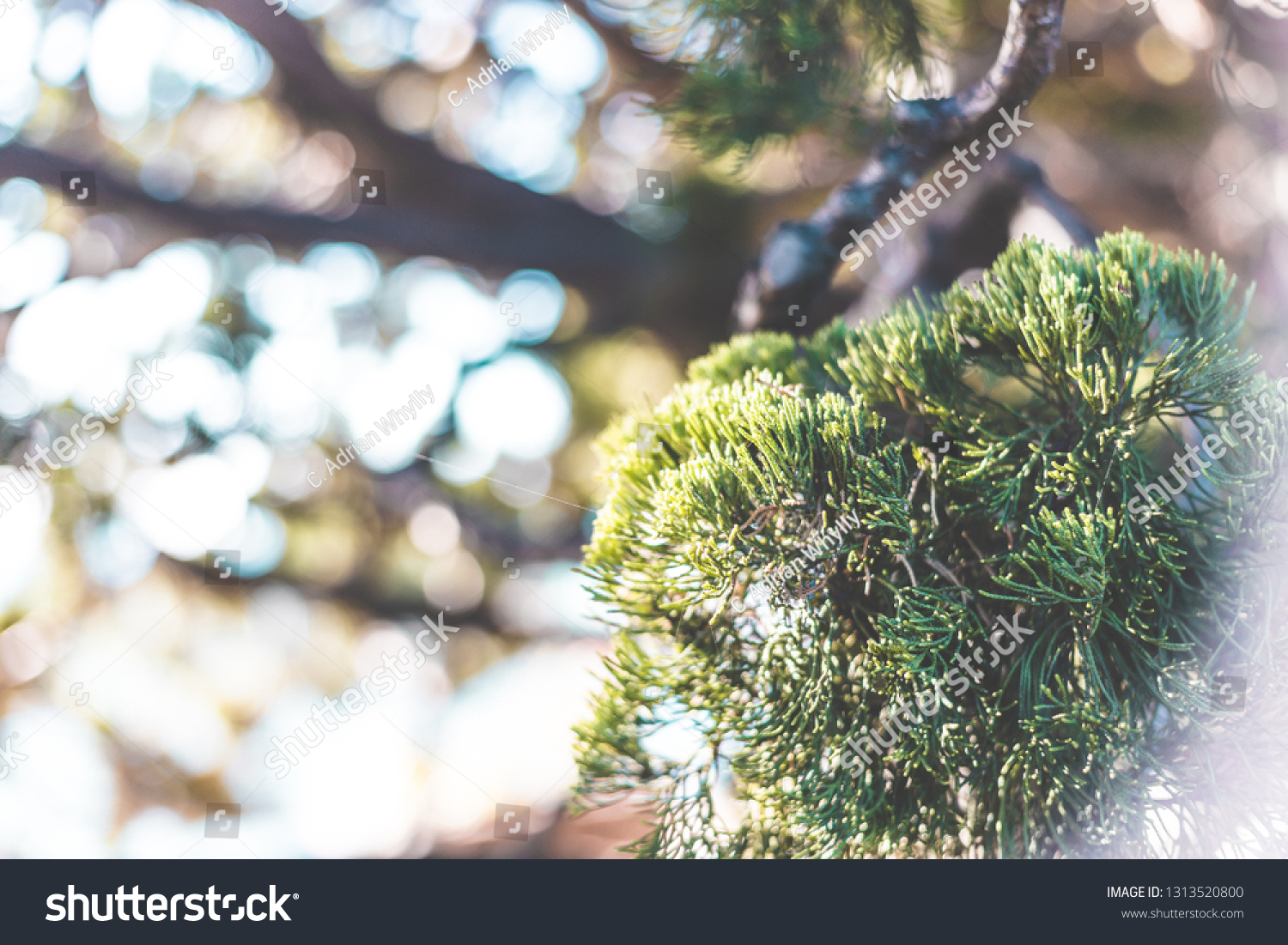 Liverworts Plant Encinitas Meditation Gardens San Stock Photo