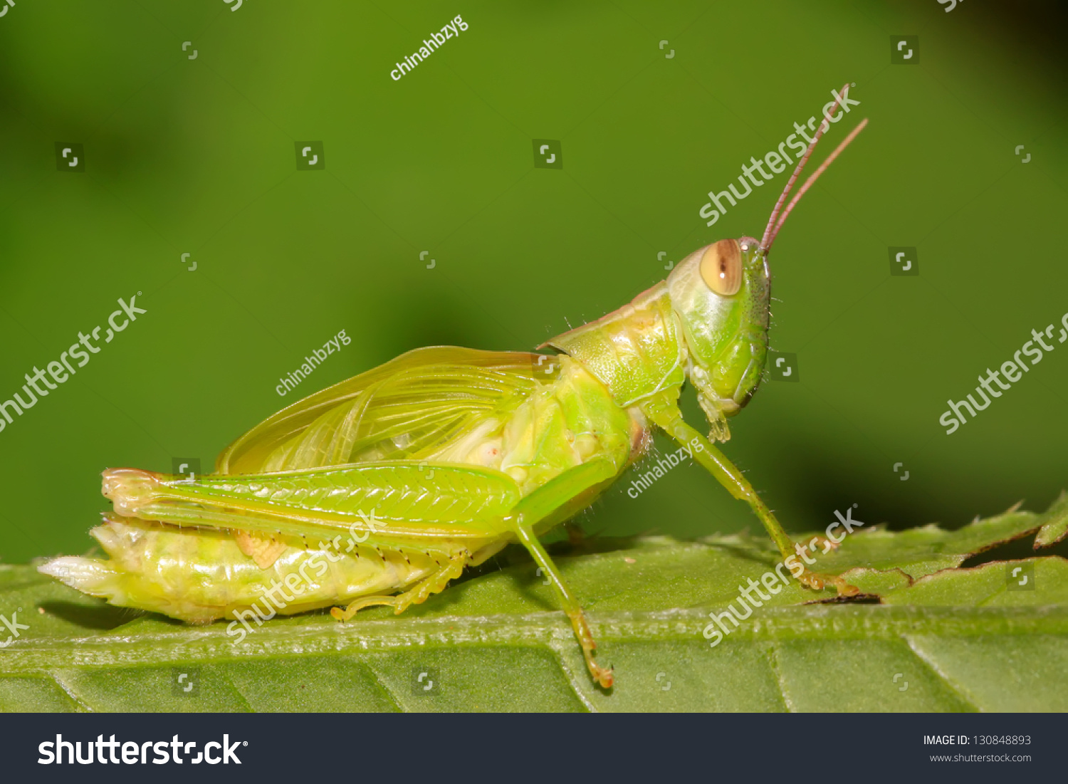 A Locust Larvae In The Leaf Stock Photo 130848893 : Shutterstock