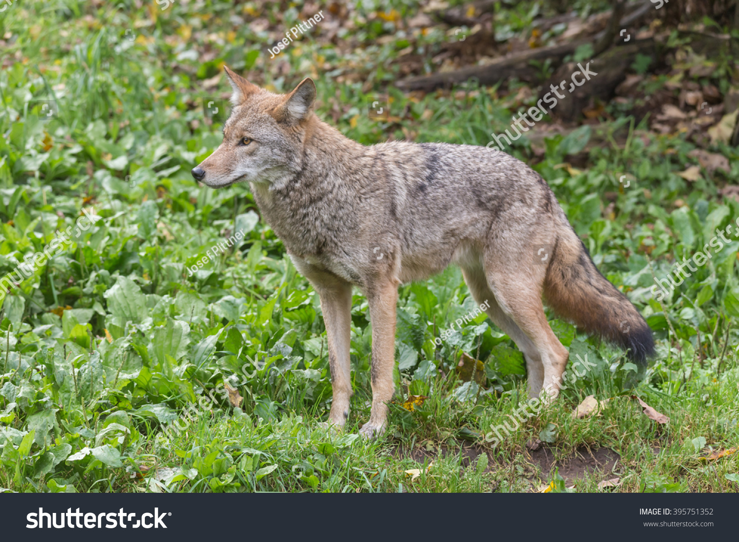 A Lone Coyote In Tall Grass Stock Photo 395751352 : Shutterstock