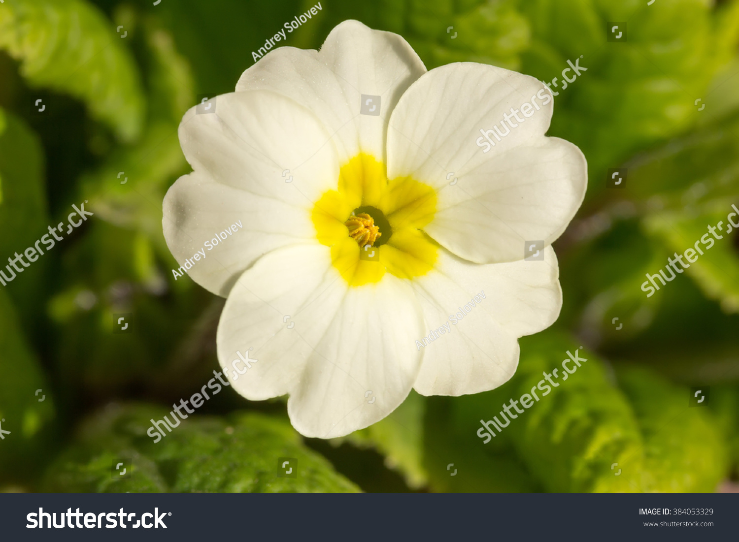 春に咲く最初の花の一つが薄黄色のプリムローズ 尋常性プリムラ である 開花目を釘付けにしてある の写真素材 今すぐ編集