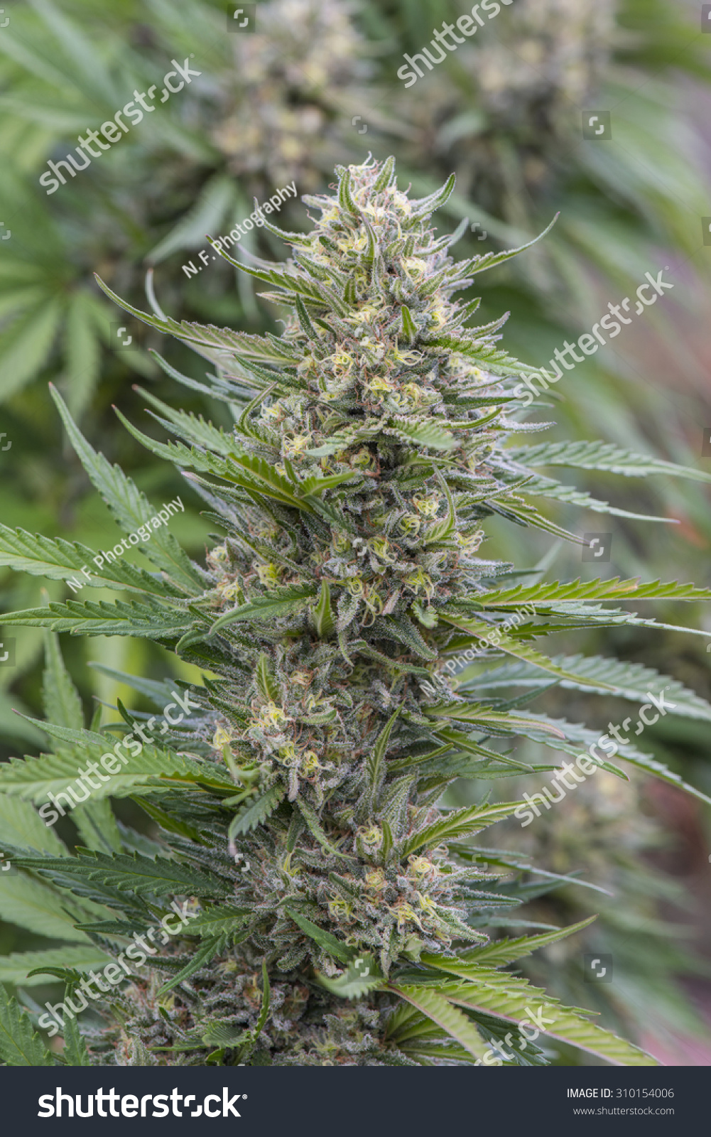 Long Sticky Medical Marijuana Bud Cola Stock Photo Edit Now