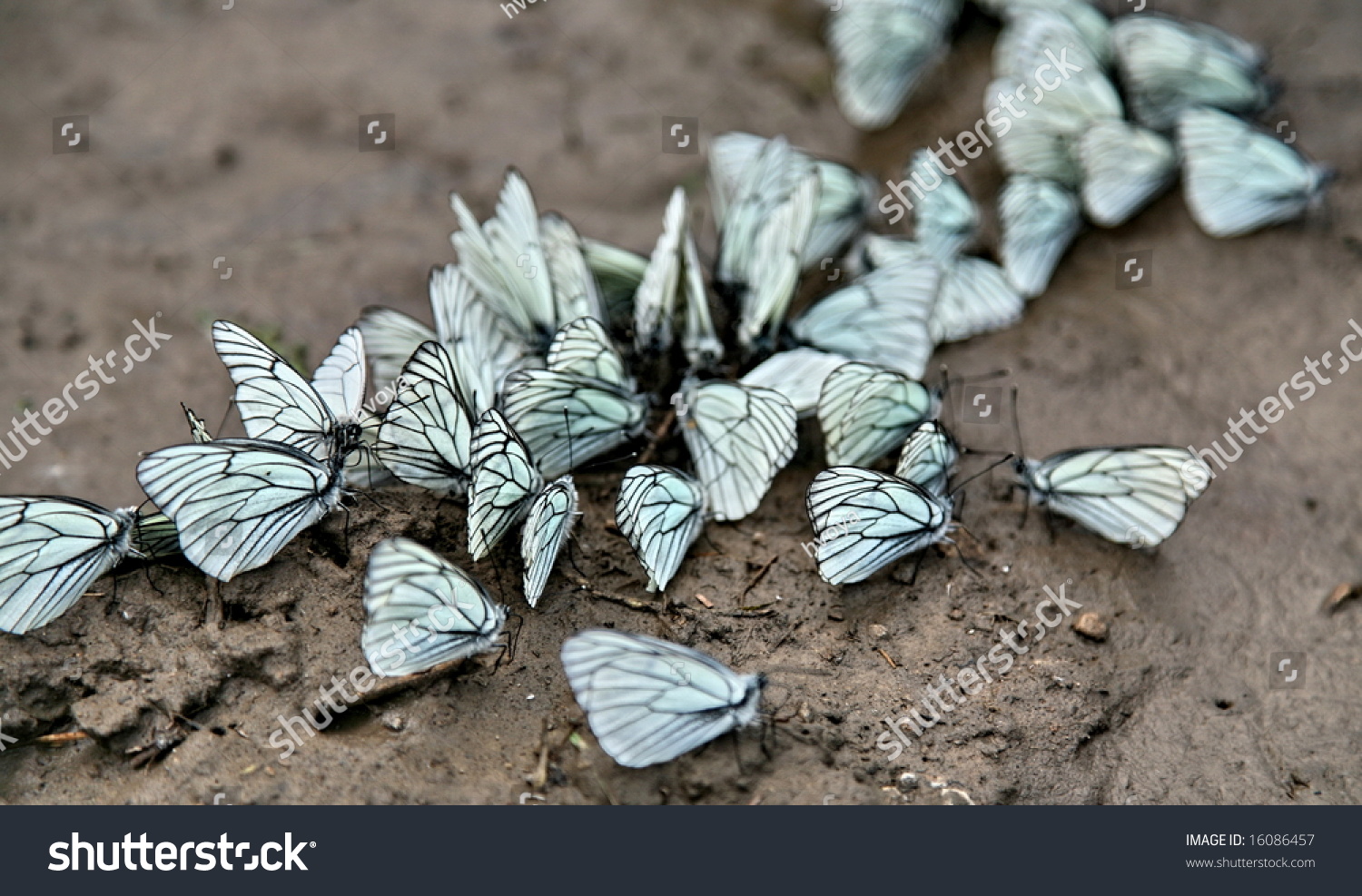 A Lot Of Butterflies Sitting On The Ground Stock Photo 16086457 ...