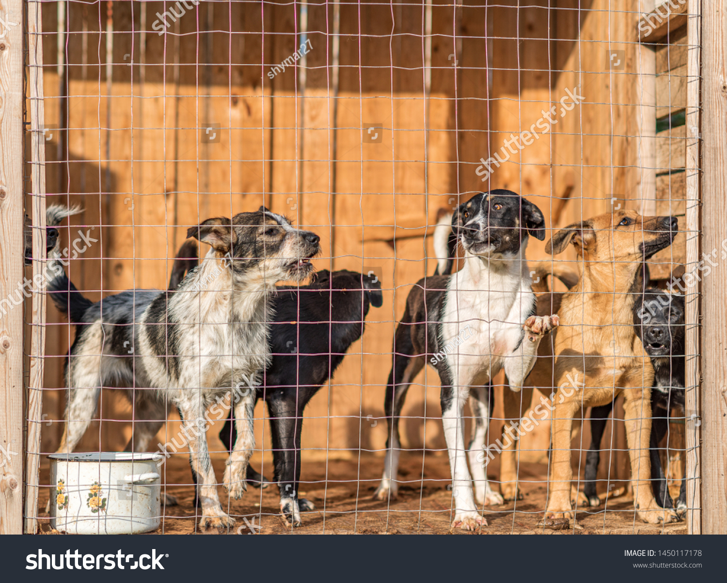 range dog cage