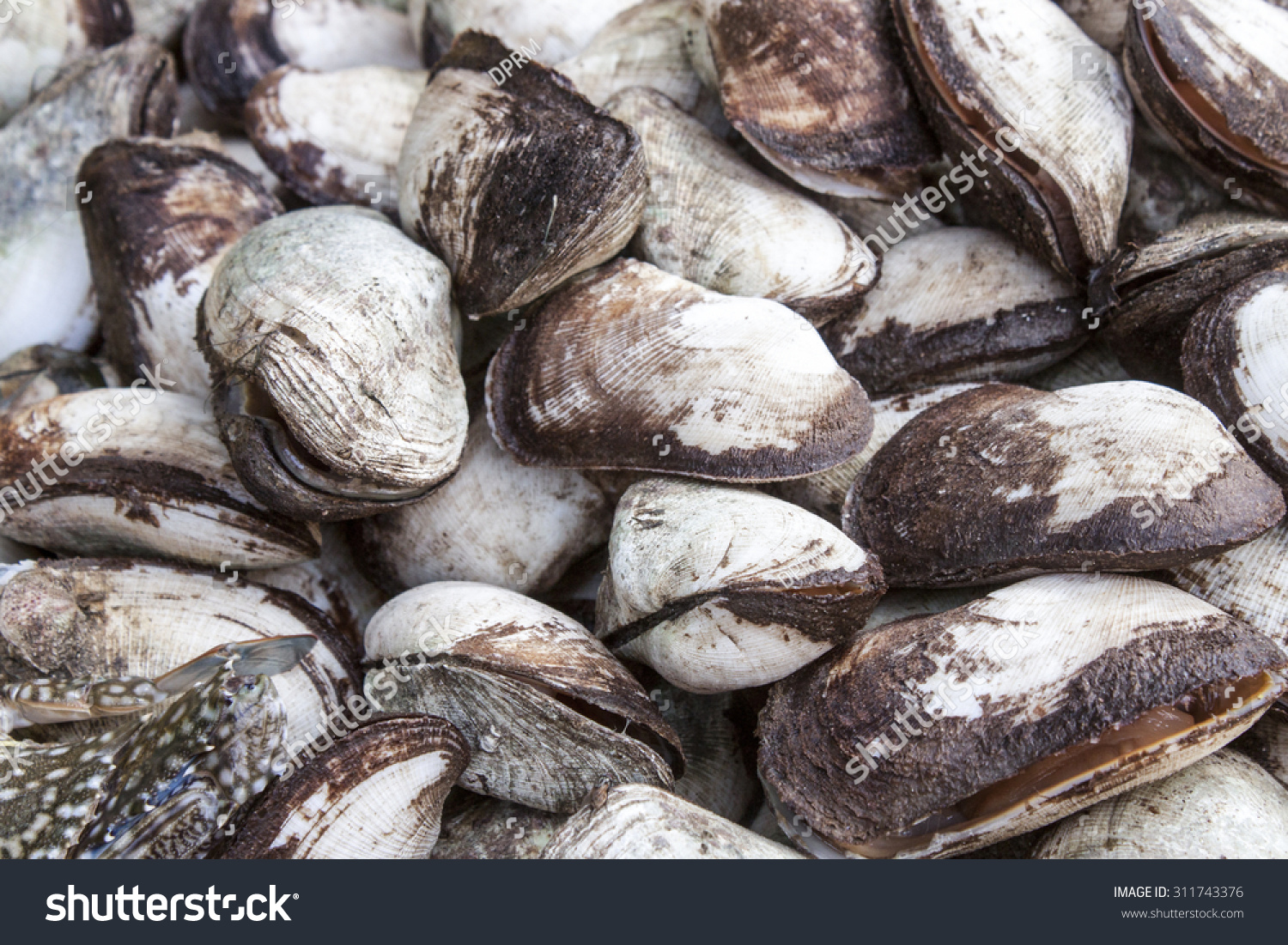 Fresh Clams Mercenaria Mercenaria Market Phu Stock Photo (Edit Now ...