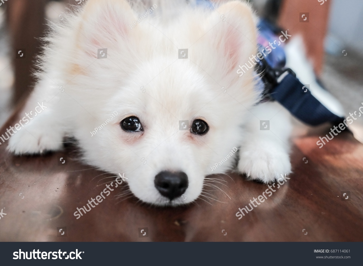 Lovely White Dog Relaxing On Brown Stock Photo Edit Now
