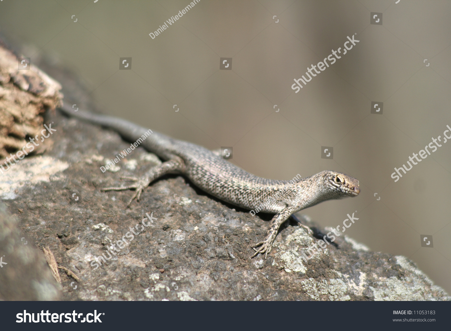 A Mabuia Lizard (Mabuya Maculata) In Fernando De Noronha, Brazil. Stock ...