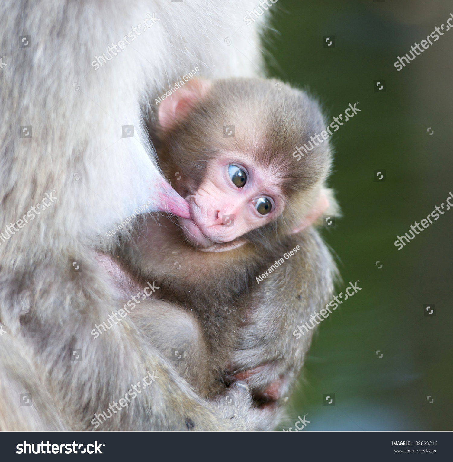 stock-photo-a-macaque-baby-sucking-on-mother-s-teat-108629216.jpg
