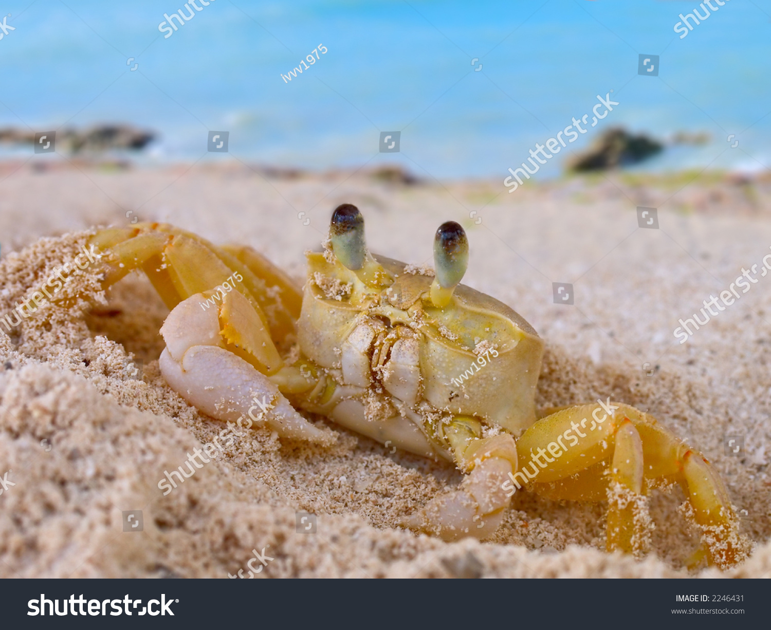 A Macro Shot Of A Crab. Cuba Stock Photo 2246431 : Shutterstock