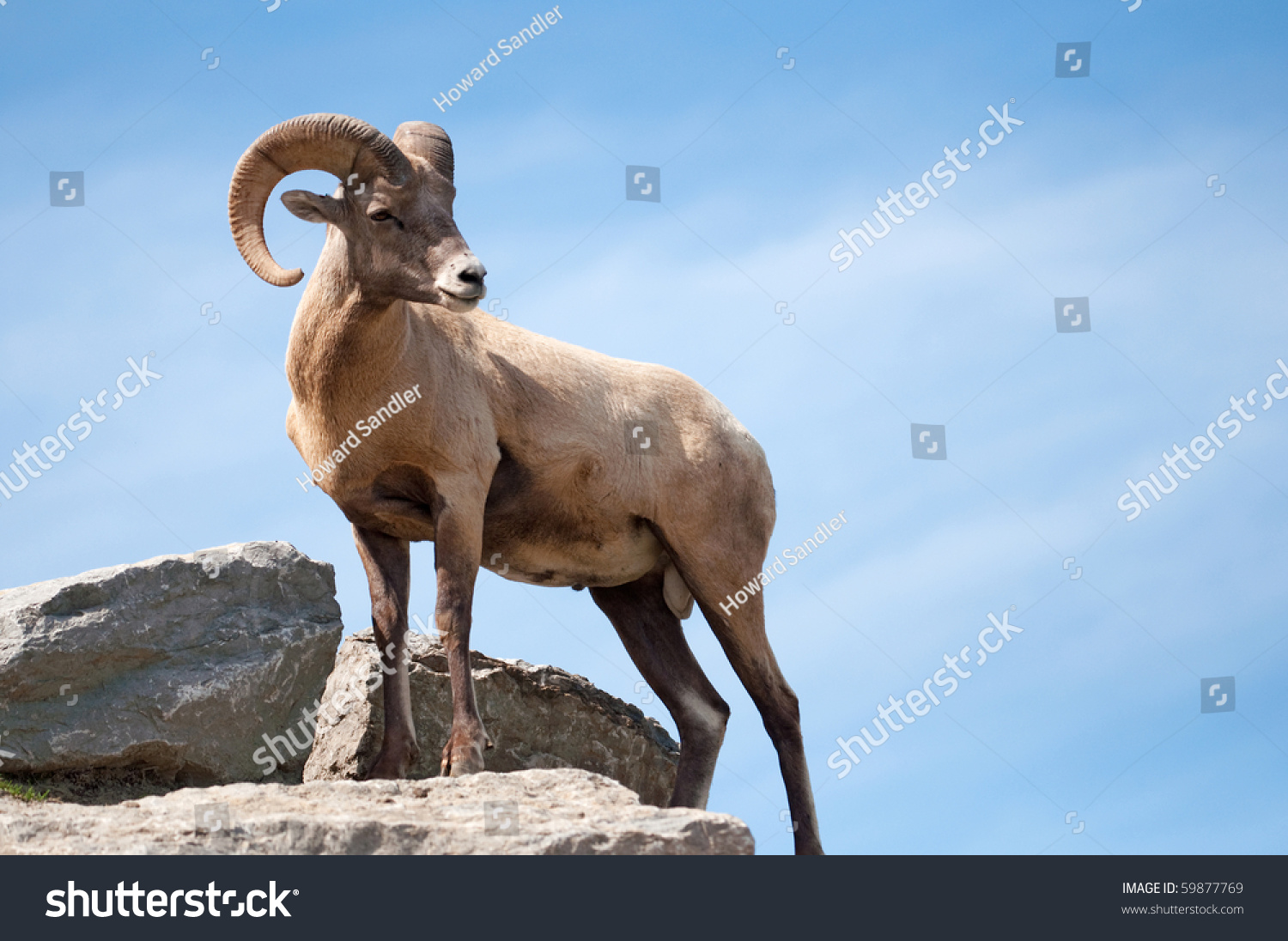 Majestic Lone Dall Sheep Ram Stands Stock Photo (Edit Now) 59877769