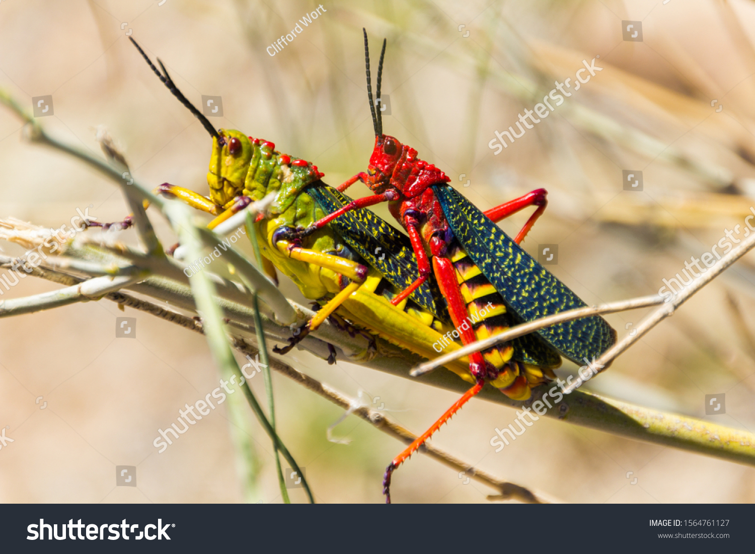 Male Female Pair Milkweed Locusts African写真素材1564761127 Shutterstock