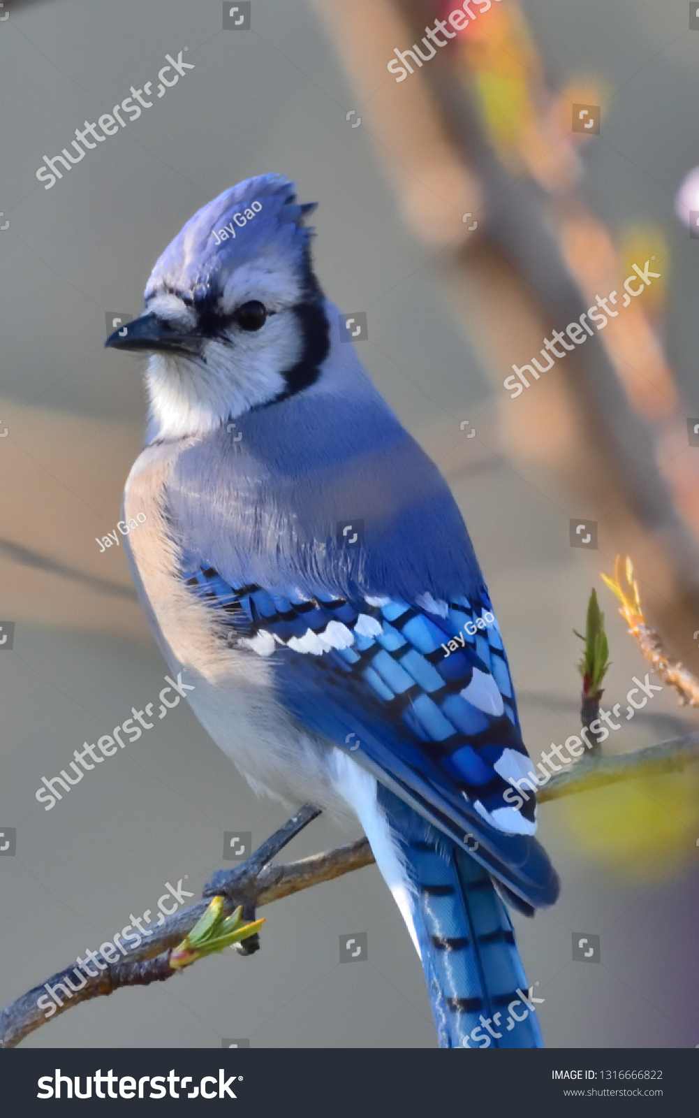 Male Blue Jay Bird Stands On Stock Photo Edit Now