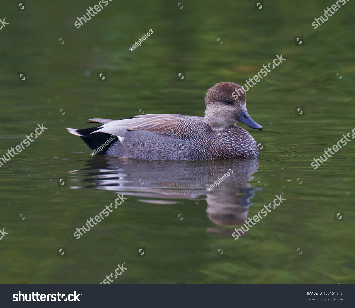 A Male Gadwall Duck On Calm Water In A Pond With Small Ripples. Stock ...