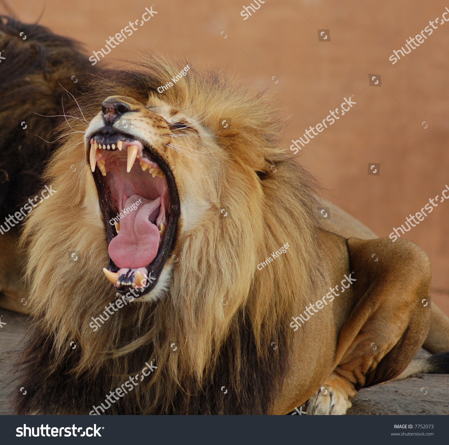 Top 10 Most Powerful Animal Bites - Science/Technology - Nigeria