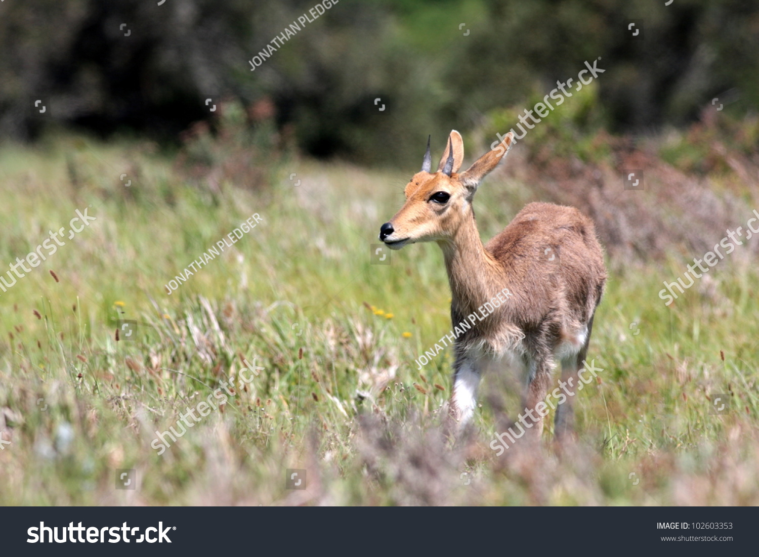 reebok antilope