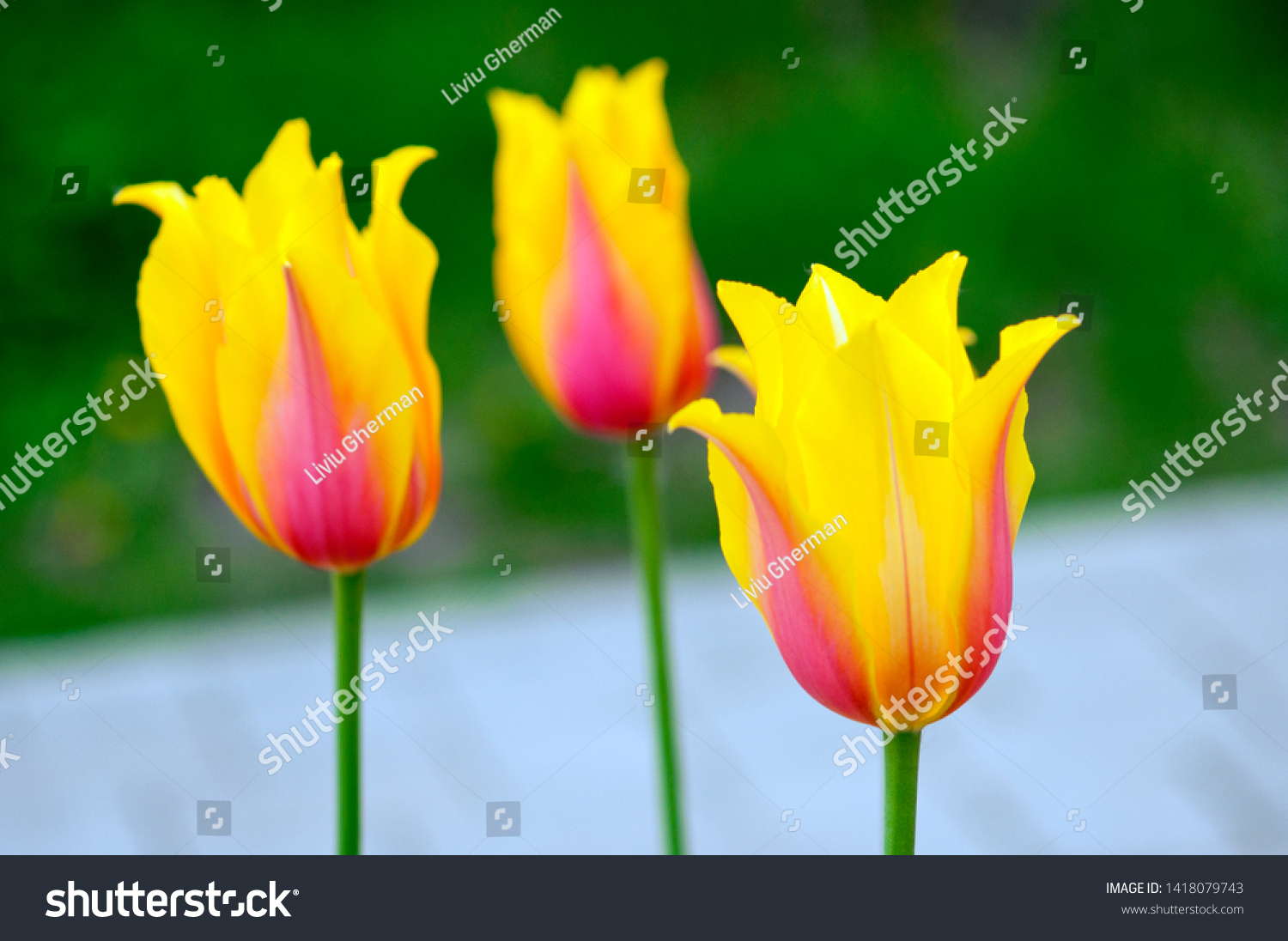 Many Early Tulip Hybrids Blushing Lady Nature Stock Image 1418079743