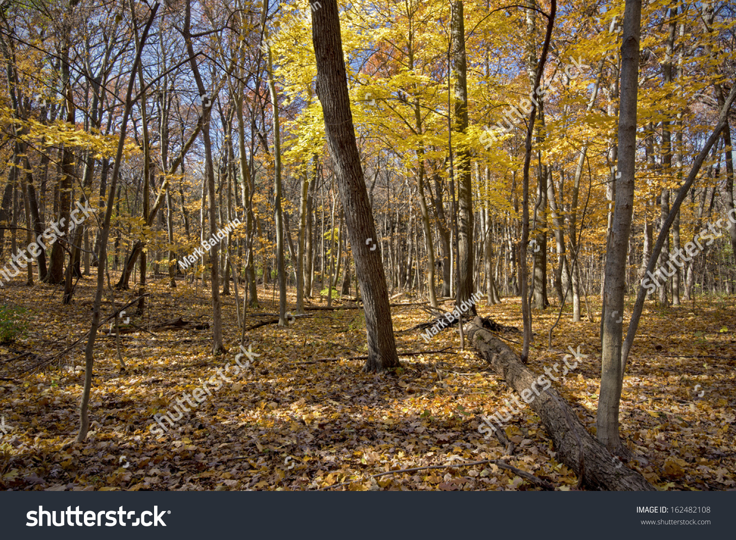maple tree morton arboretum maple tree holds on color late stock photo 162482108 maple tree morton arboretum maple tree holds on color late stock photo 162482108