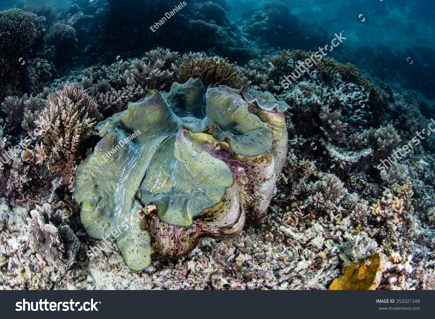 massive clam