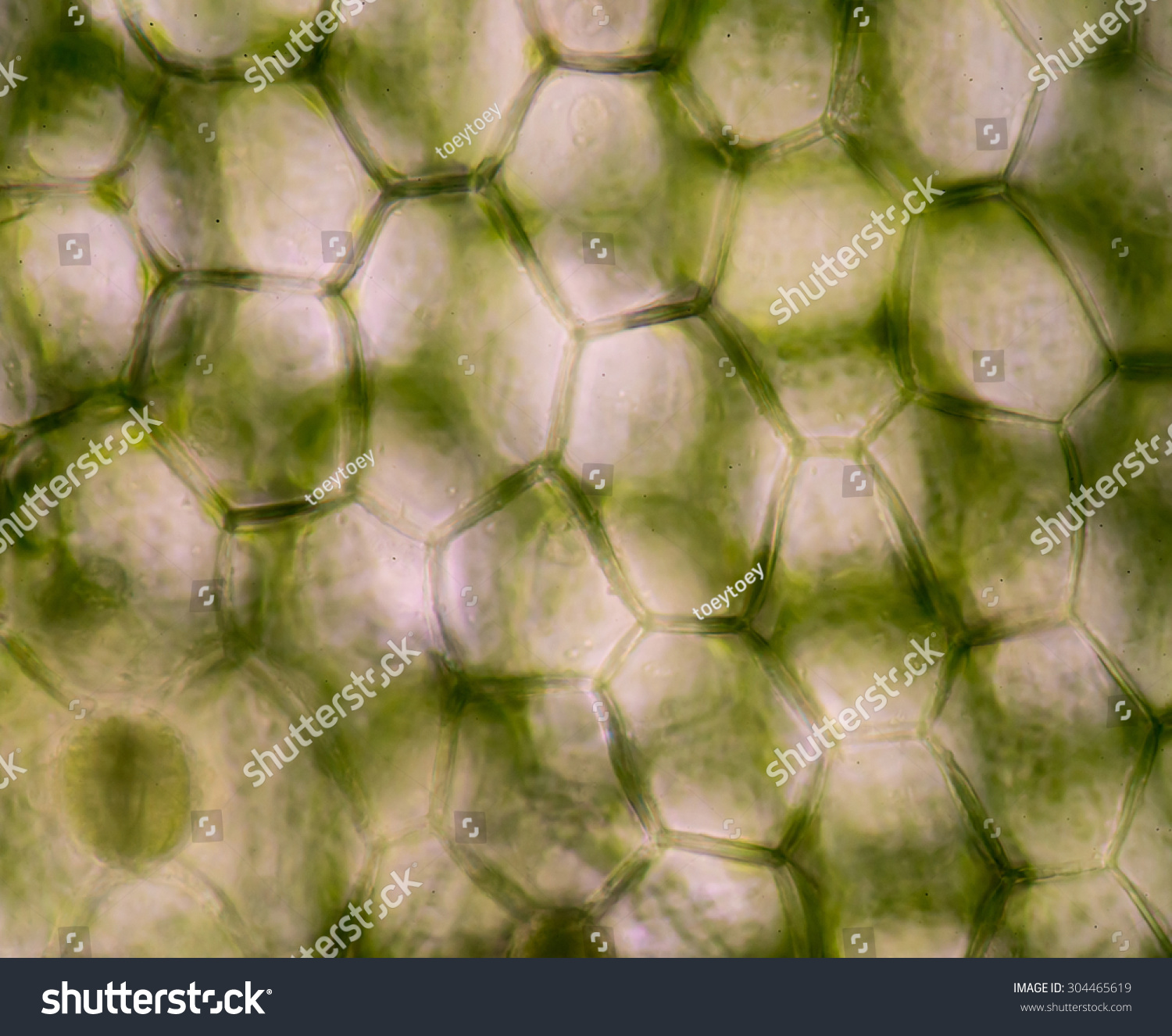 A Microscopic View Of The Leaf Surface Showing Plant Cells. Stock Photo ...