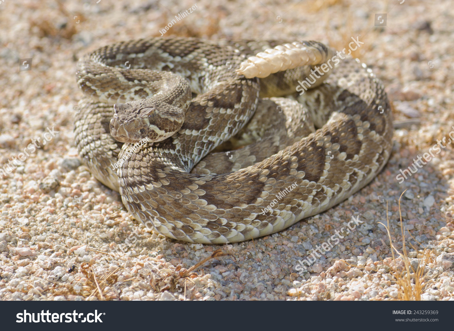 Mojave Green Rattlesnake Crotalus Scutulatus Found 库存照片（立即 