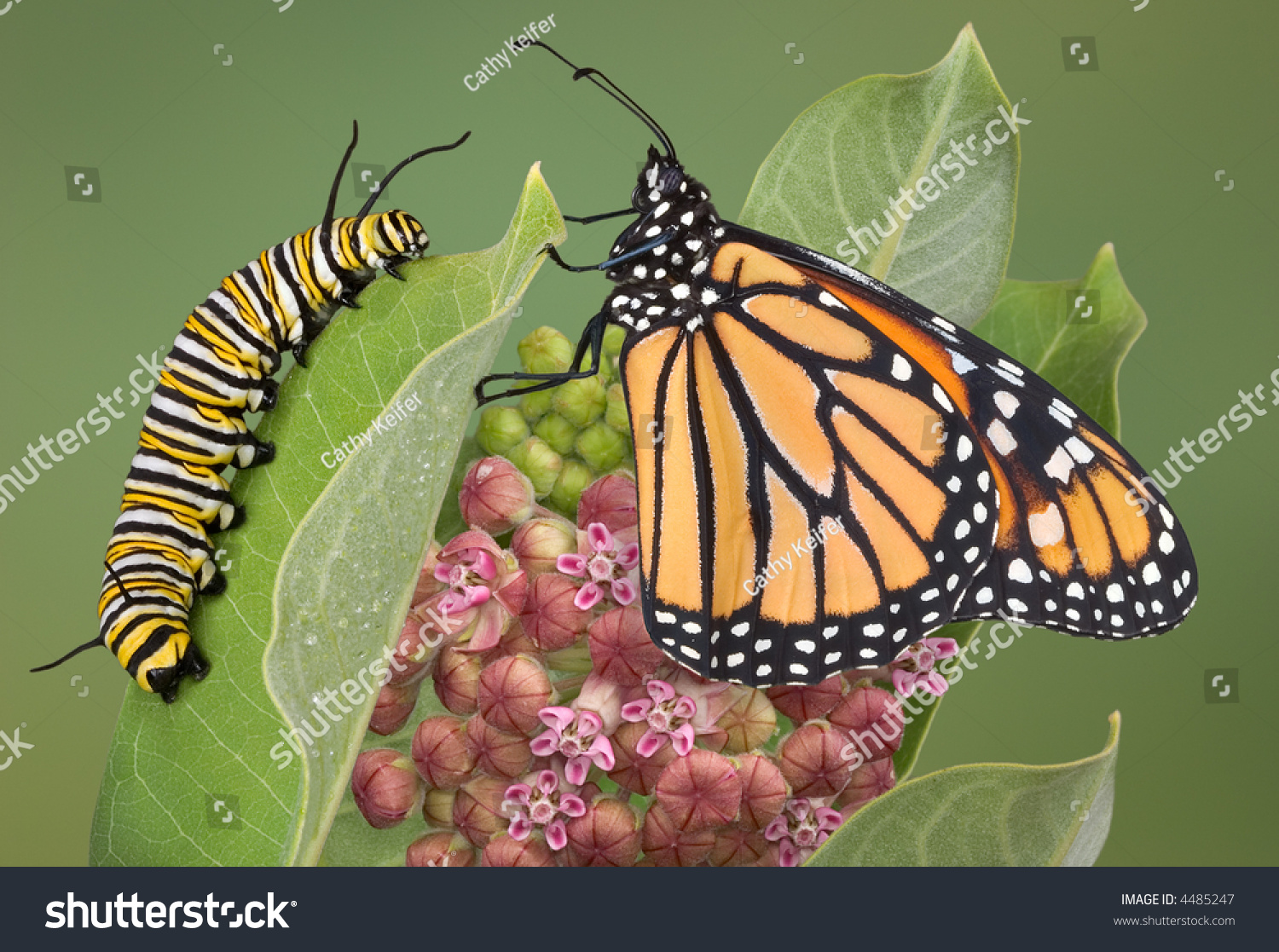 Monarch Sitting Caterpillar On Milkweed Plant Stock Photo Edit Now