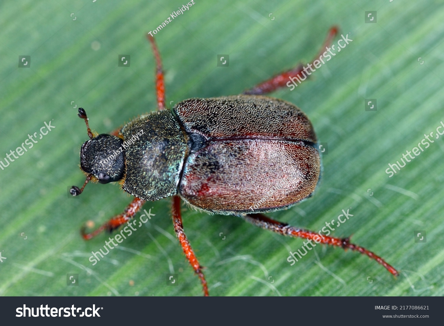 34 Blue monkey beetle Images, Stock Photos & Vectors | Shutterstock