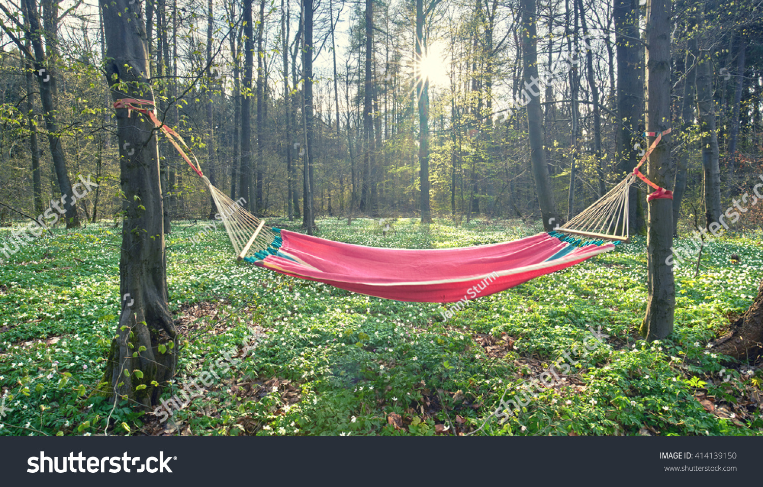 Beautiful Jungle Hammock