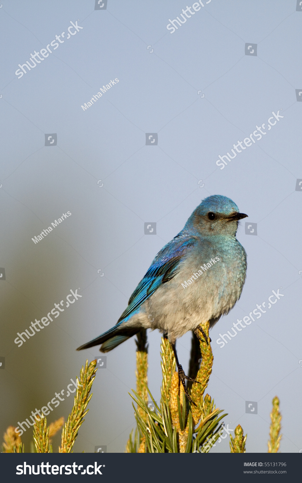 A Mountain Bluebird Perches On A New Mexico Pinyon Pine Stock Photo ...