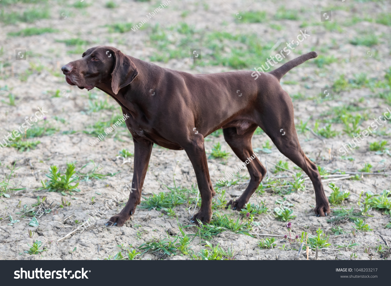 Muscular Chocolate Brown Hound German Shorthaired Stock Photo