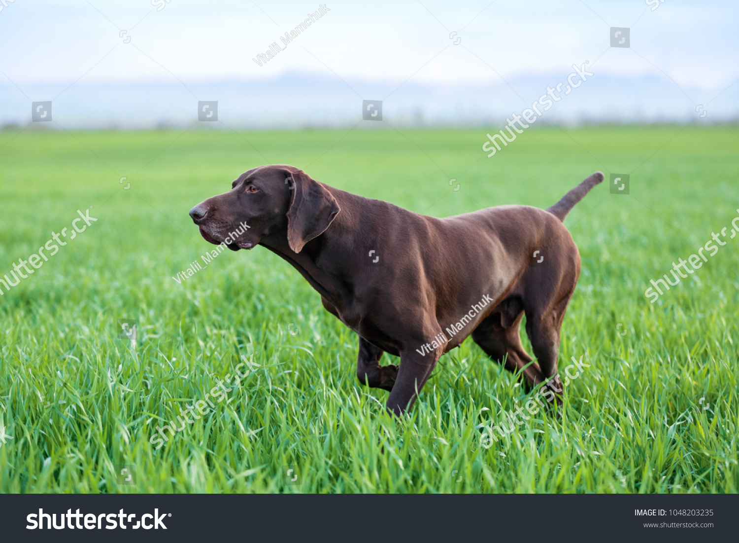 Muscular Chocolate Brown Hound German Shorthaired Stock Photo