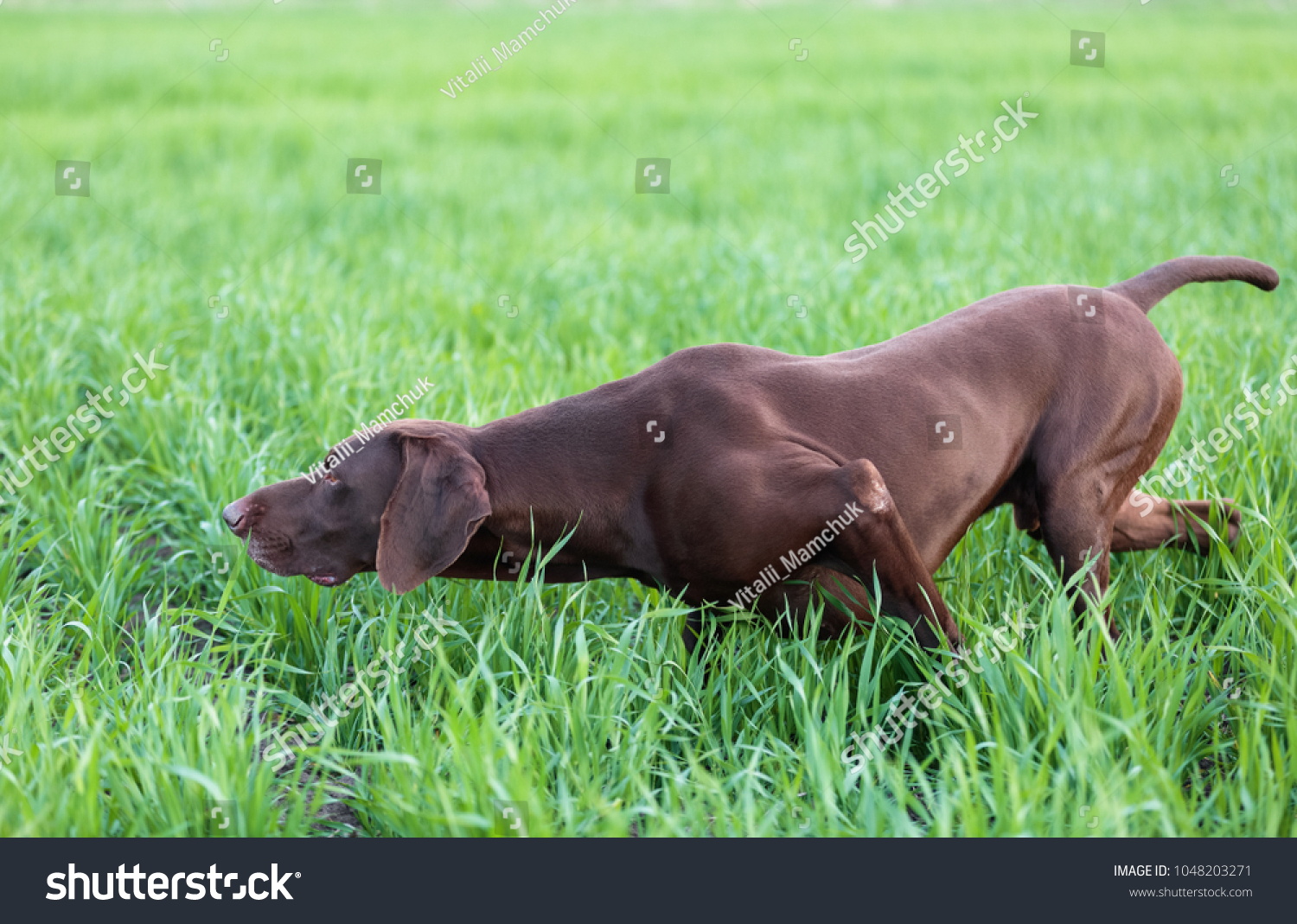 Muscular Chocolate Brown Hound German Shorthaired Stock Photo