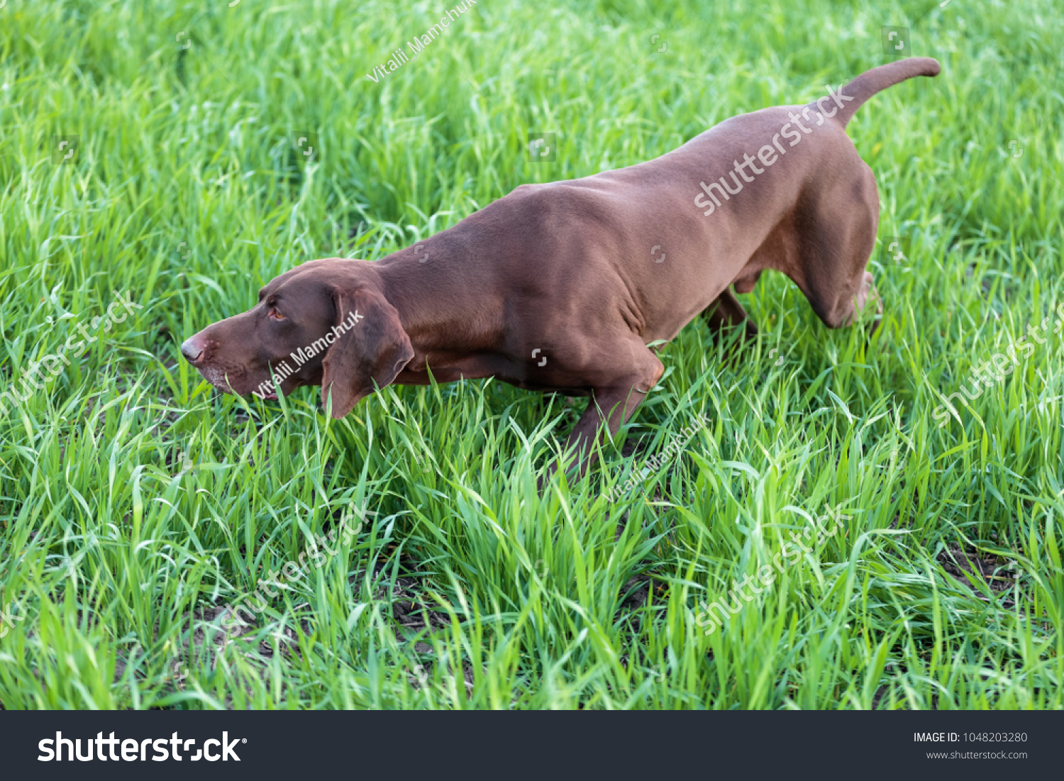 Muscular Chocolate Brown Hound German Shorthaired Royalty Free