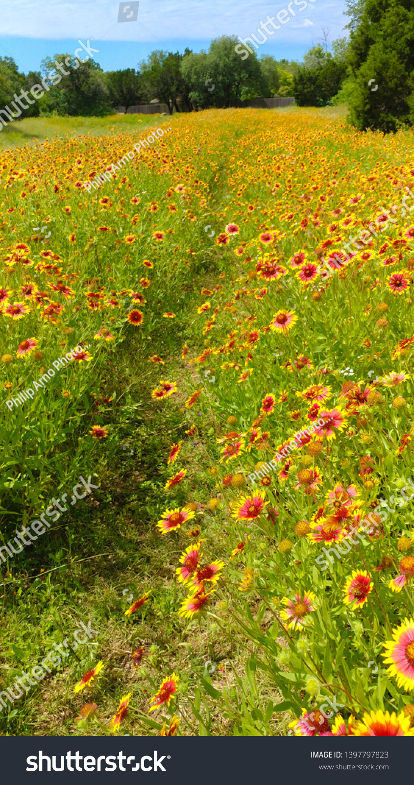 Narrow Path Through Field Indian Blanket Stock Photo Edit Now 1397797823