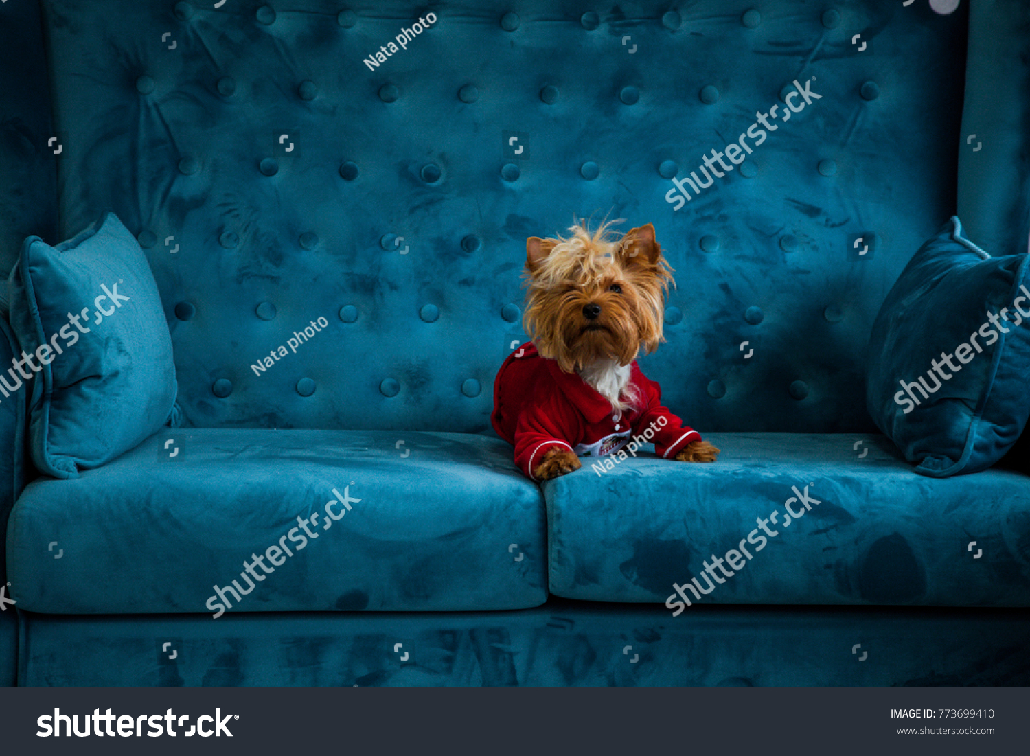little dog couch