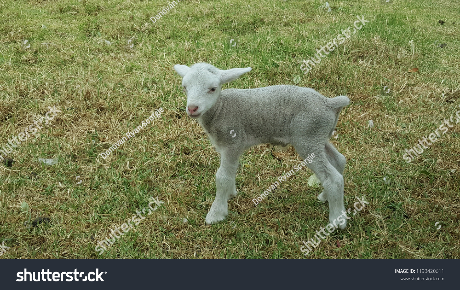 Donovan lamb