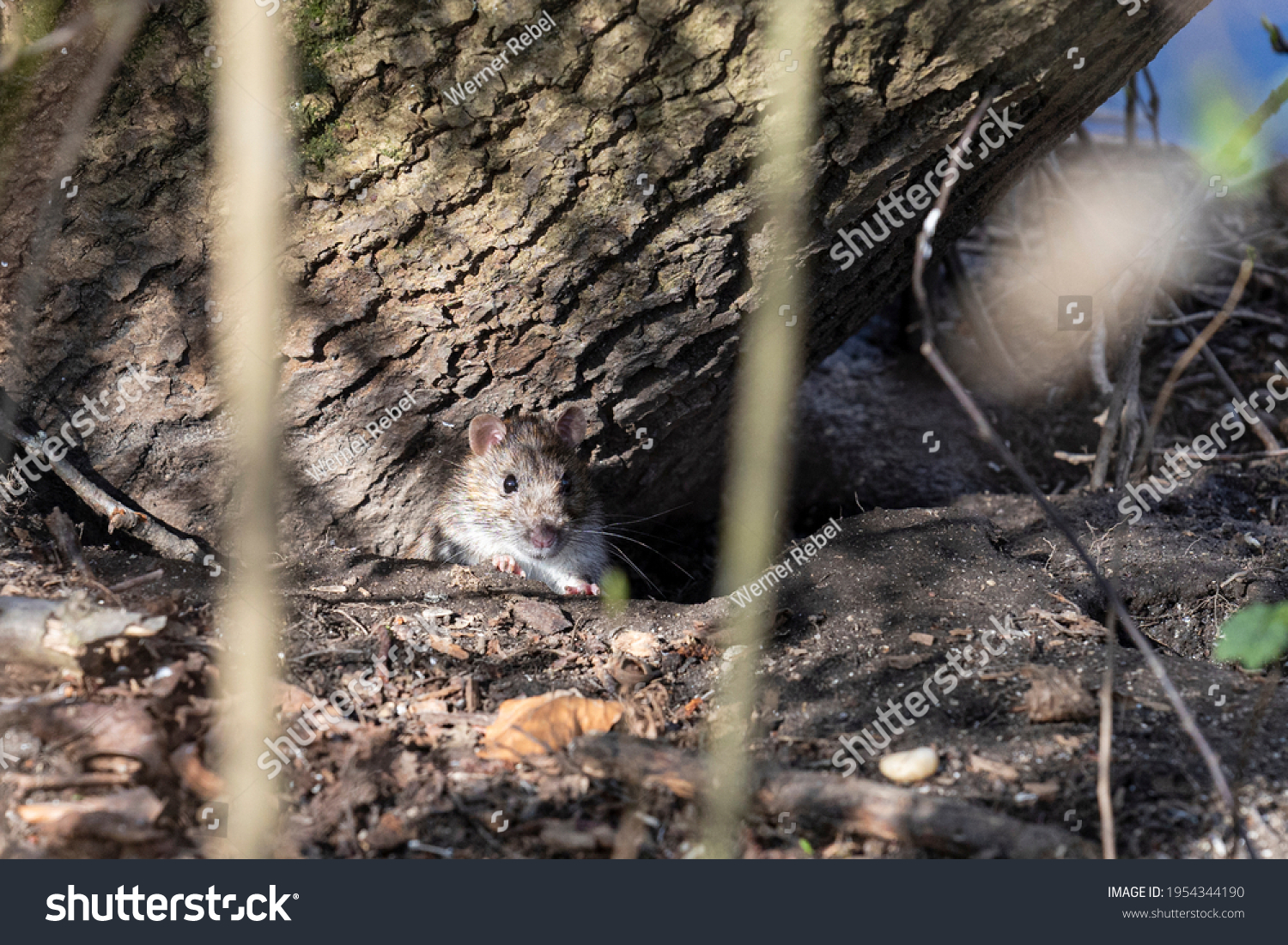 Norway Rat Looks Out Burrow Dense Stock Photo Shutterstock