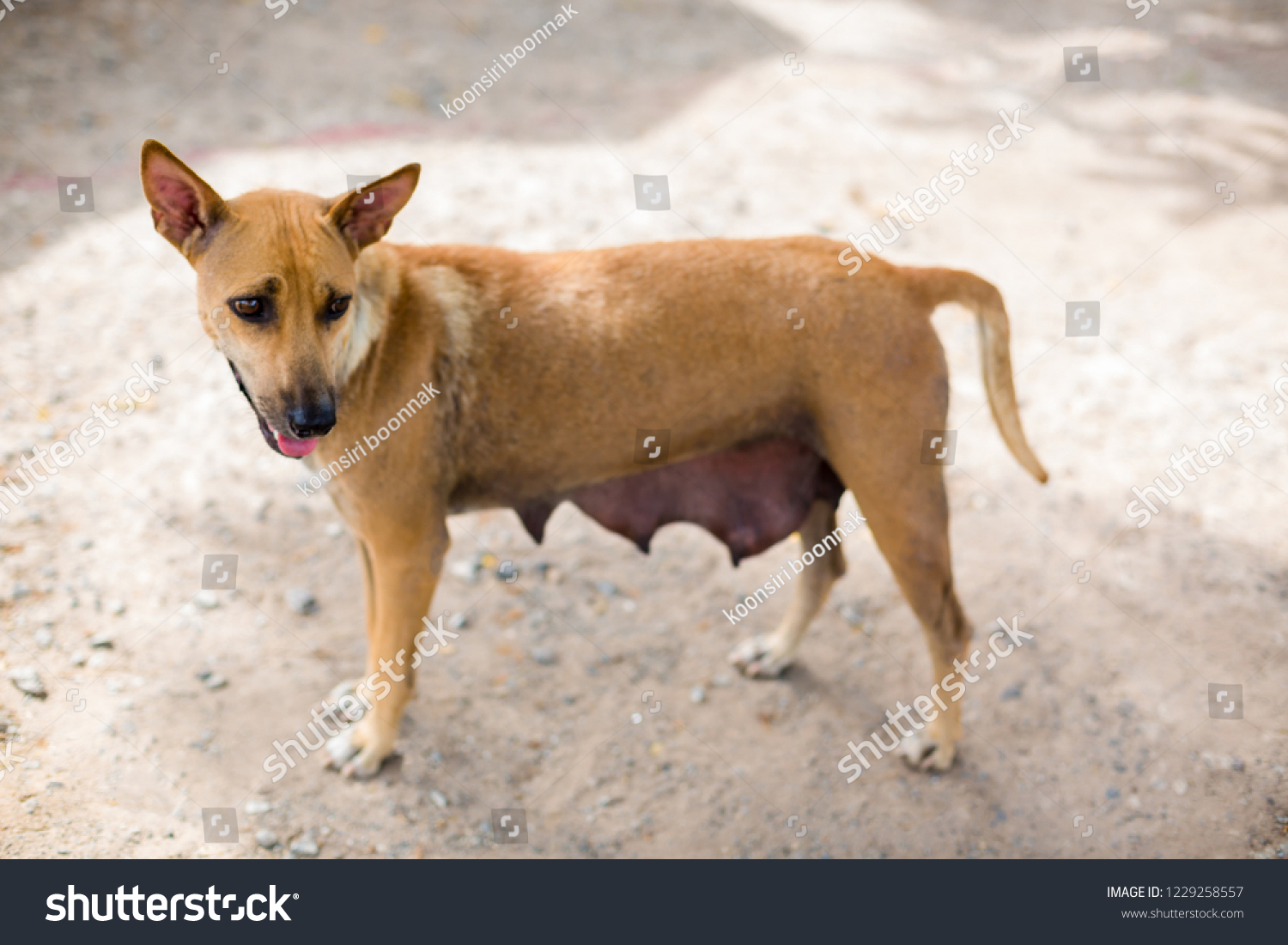 Nursing Mother Dog Thai Brown Dog Stock Photo Edit Now 1229258557