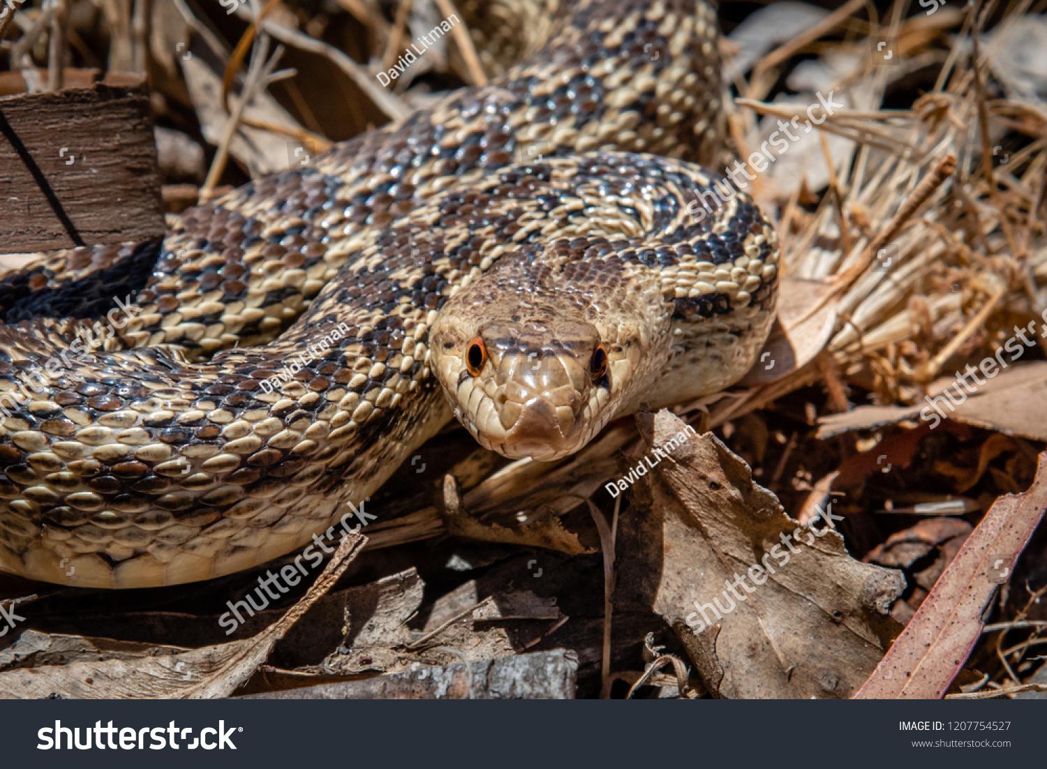 Pacific Gopher Snake Pituophis Catenifer Poised Stock Photo (Edit Now ...