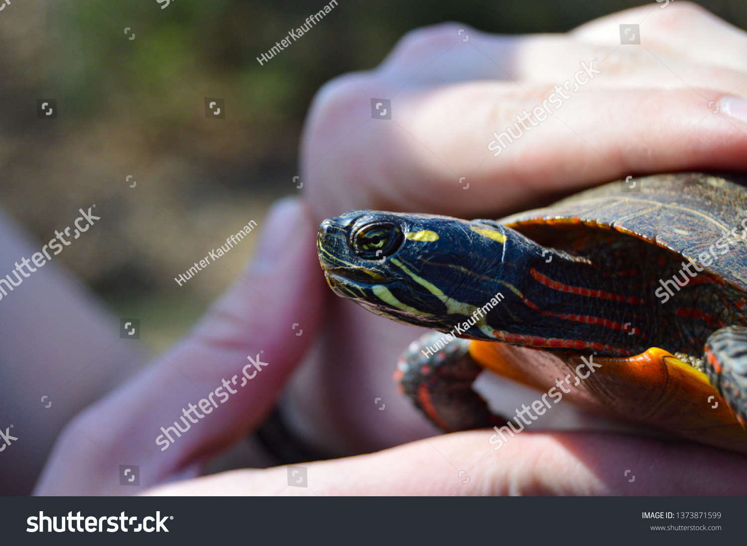 Herpetile Images, Stock Photos & Vectors | Shutterstock