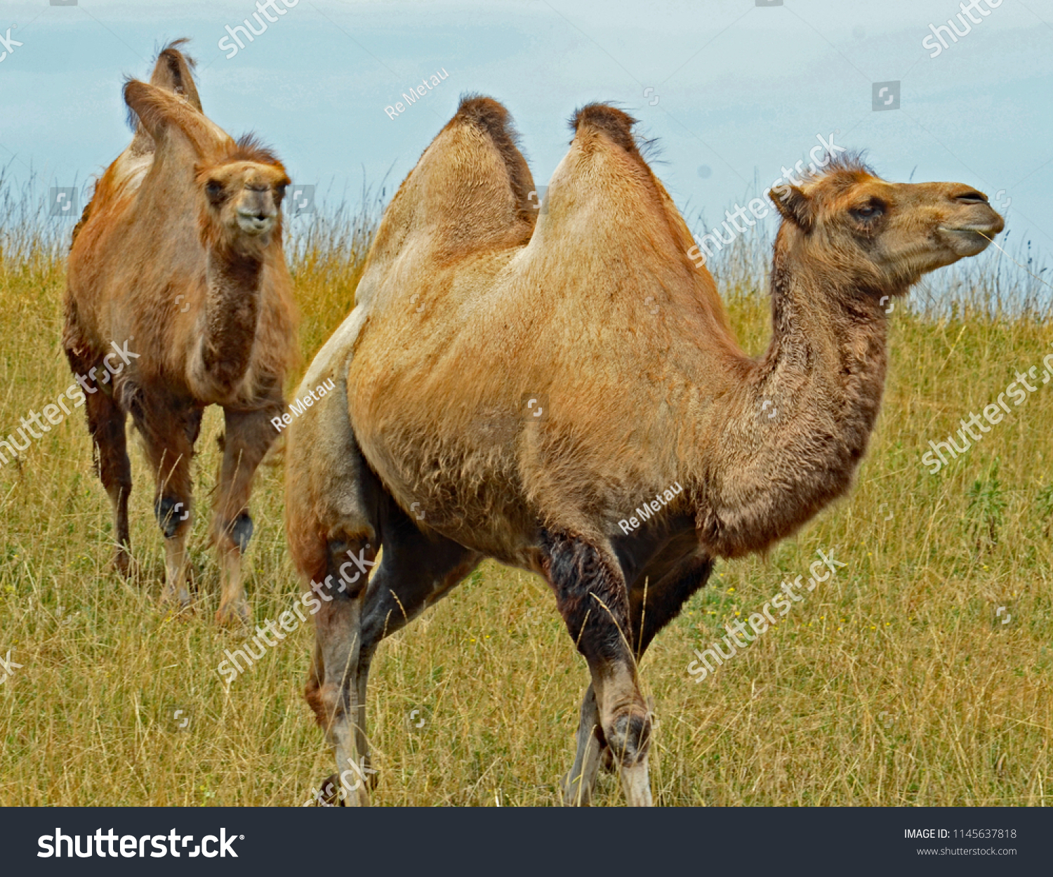 Pair Brown Two Humped Bactrian Camel Stock Photo Edit Now 1145637818