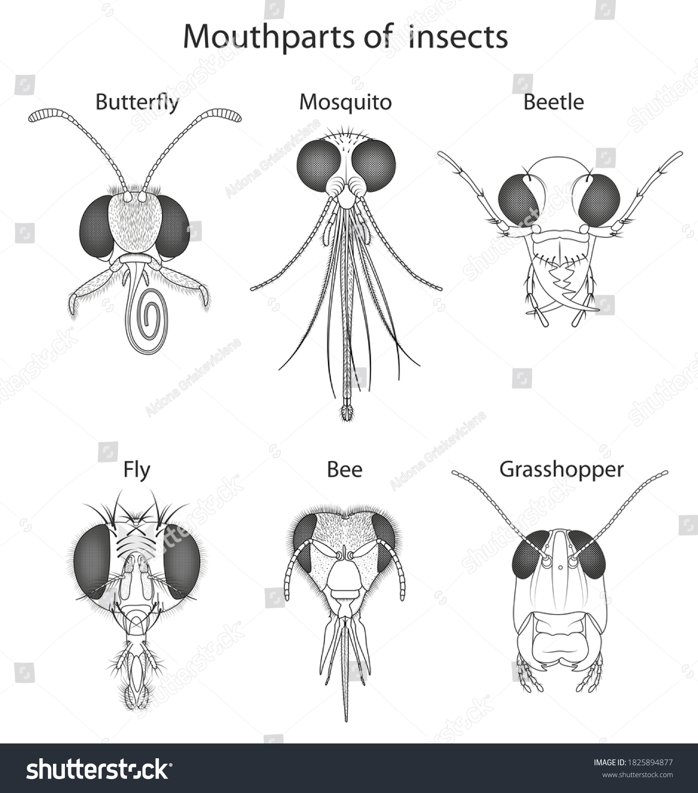 Insect Mouth Images, Stock Photos & Vectors | Shutterstock