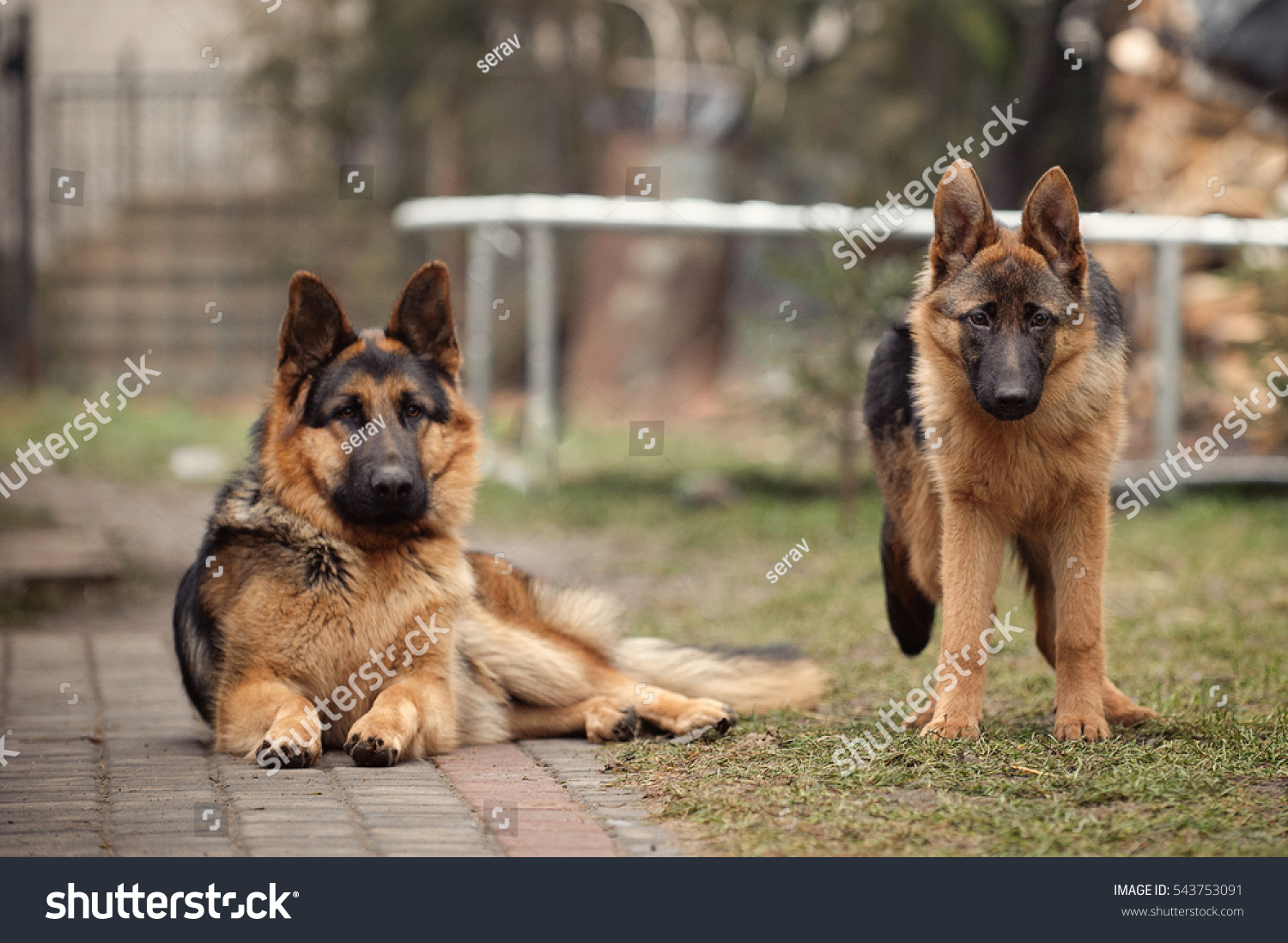 Pair German Shepherds Shorthaired Stock Photo Edit Now 543753091